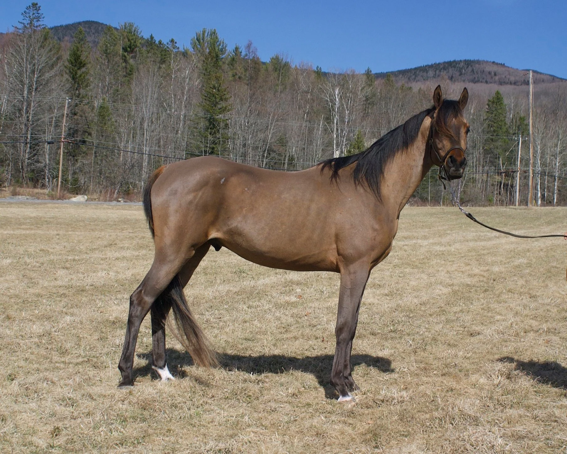 Sales and Leases — Double H Stables